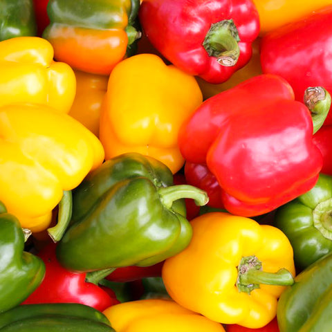 Bell Pepper • Pack of 3 Colors