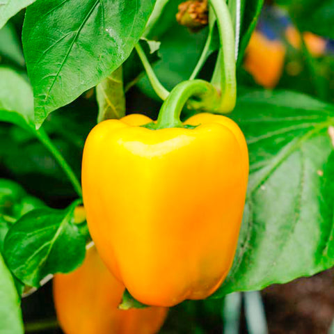 Bell Pepper • Yellow (1 Piece)