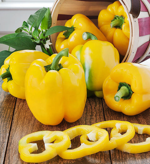 Bell Pepper • Yellow (1 Piece)