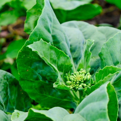 Chinese Kale • ~300g