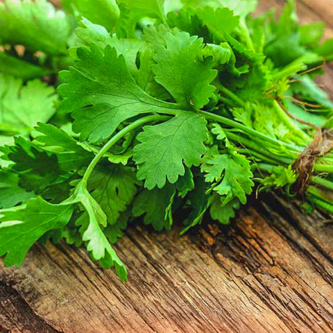 Organic Coriander or Cilantro • 100g