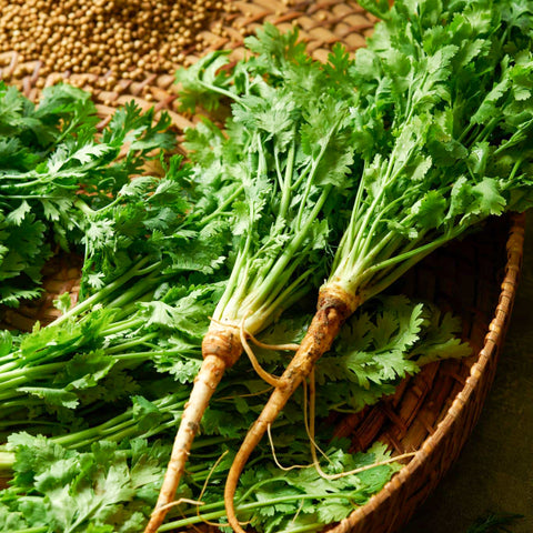 Organic Coriander or Cilantro • 100g