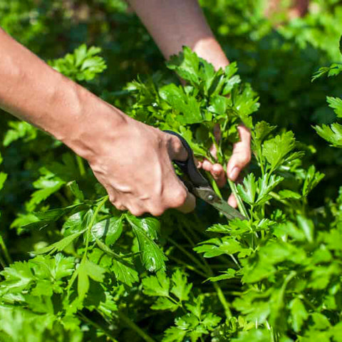 Organic Coriander or Cilantro • 100g