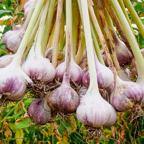 Garlic • 100g