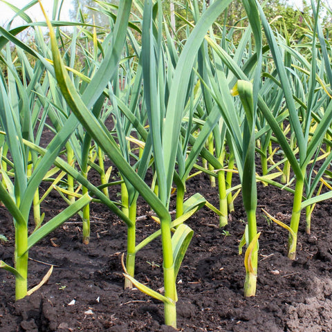Garlic • 100g