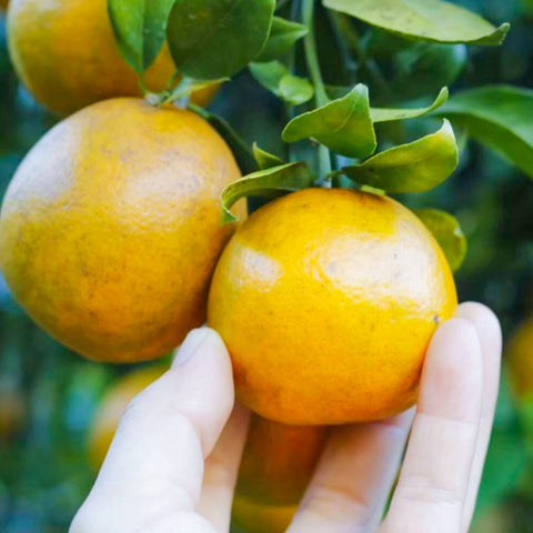 Organic Honey Suckle Orange • 500g