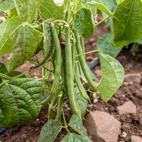 Mung Bean • 100g