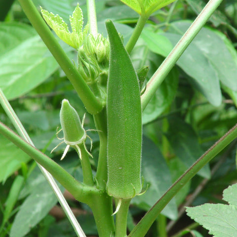 Organic Okra • 100g