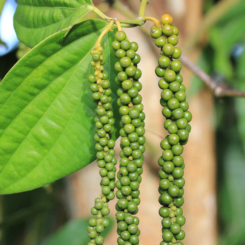 Thai White Pepper • 100g