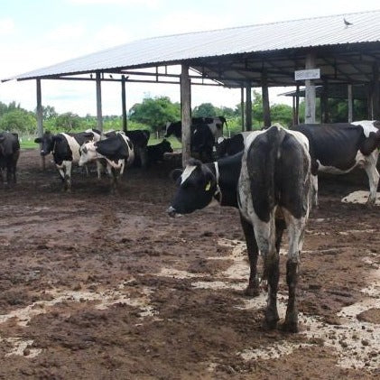 Fresh Whole Milk (Raw) • 500ml