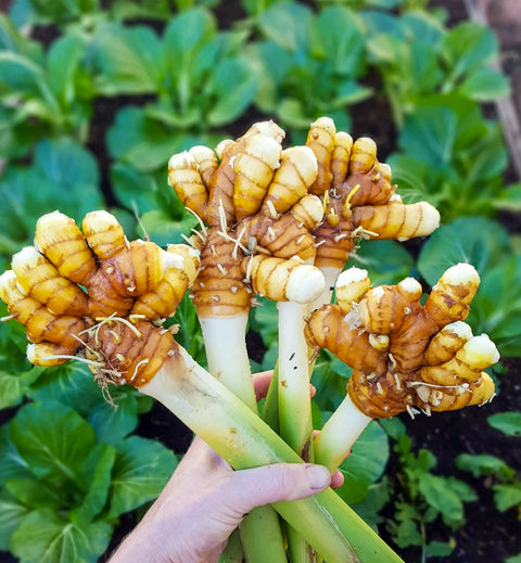 Turmeric • 200g