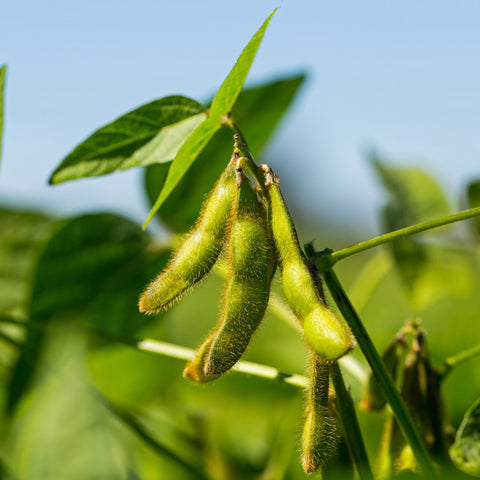 Soy Based Protein • 100g