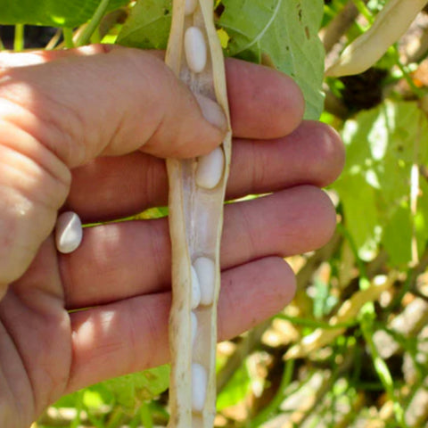 White Bean • 100g