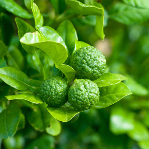 Kaffir Lime Leaves • 50g