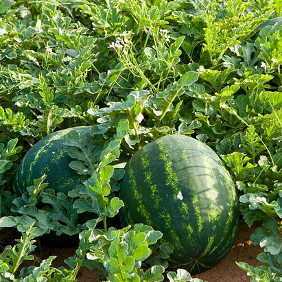 Watermelon • 1 Piece (~3.5kg)