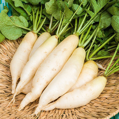 Organic White Radish / Daikon • 1 Piece (~200g)