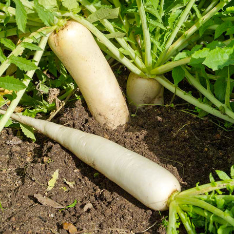 Organic White Radish / Daikon • 1 Piece (~200g)