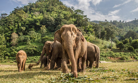 Harmony in the Habitat: Uniting Wildlife Conservation and Sustainable Agriculture