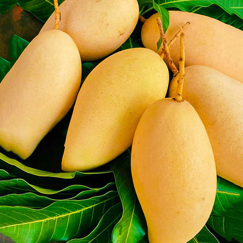 Nam Dok Mai Mango on Mango leaves