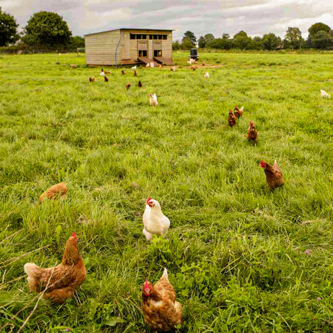 Meat from High Welfare Farms