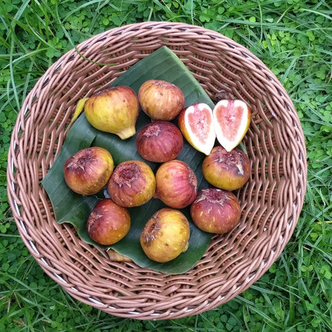Organic Fig • 150g