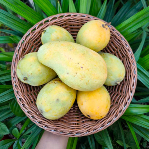 Mango Chok Anan from Chiangmai • 1kg