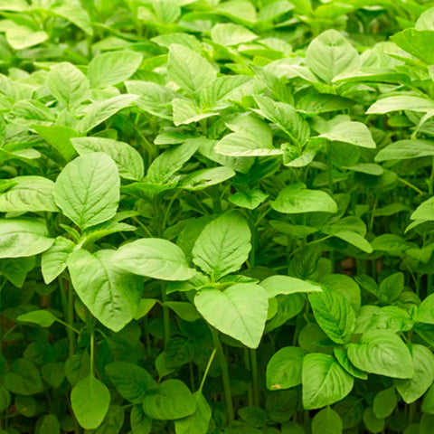 ผักโขมเขียว / ผักโขม ออร์แกนิค • 100g