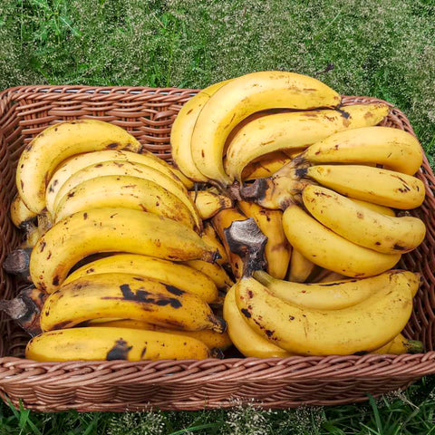 Surplus Banana • 1 Bunch (10-12 Pieces)