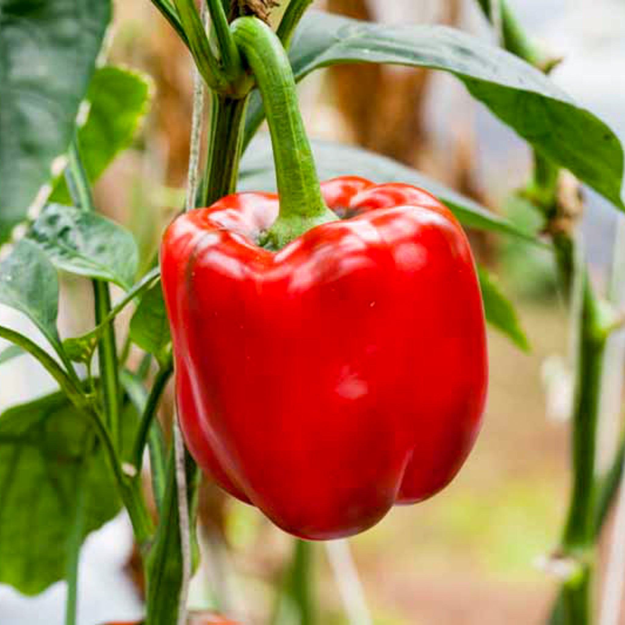 Bell Rinker Red Red Bell Pepper | Grocery Delivery Bangkok – Happy Grocers Thailand