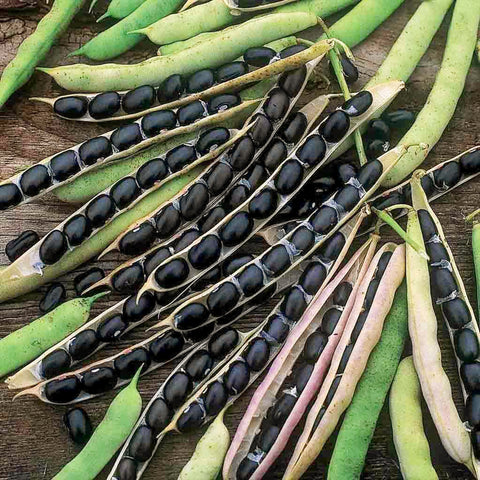 ถั่วดำ • 100g
