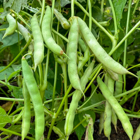ถั่วดำ • 100g