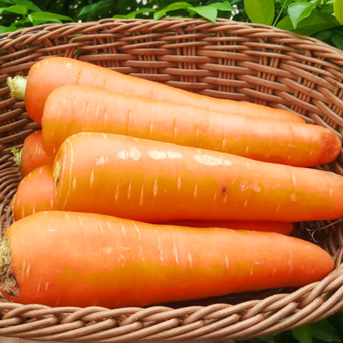 Surplus Carrot • 1 Piece