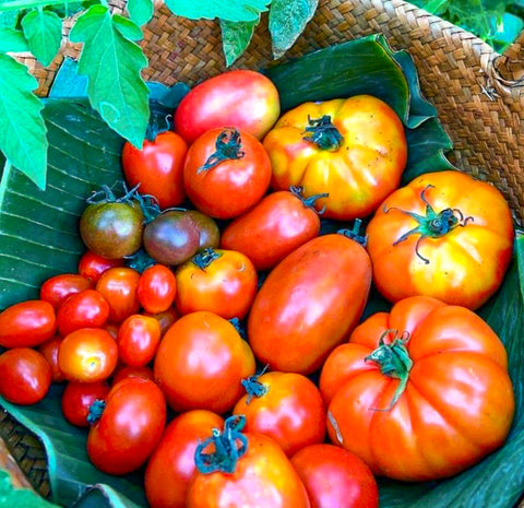 มะเขือเทศ - ออร์แกนิค มะเขือเทศผสมมรดกตกทอด • 250g