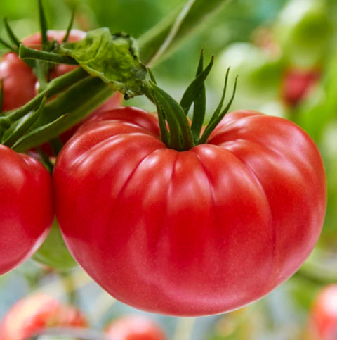 มะเขือเทศ - ออร์แกนิค มะเขือเทศผสมมรดกตกทอด • 250g