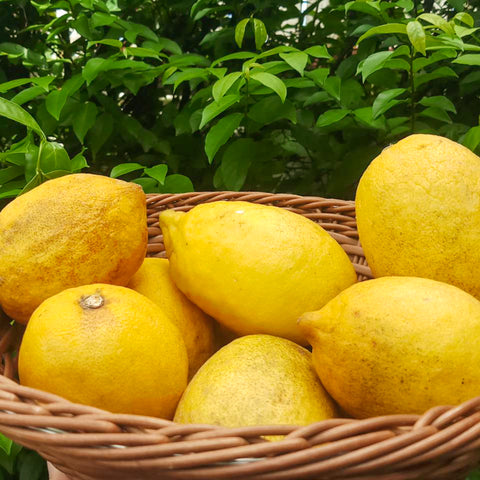 Surplus Lemon • 1 Piece