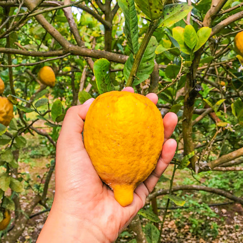Organic Lemon • 1 kg