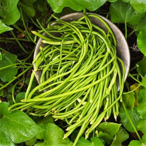 Organic Yard Long Beans • 200g