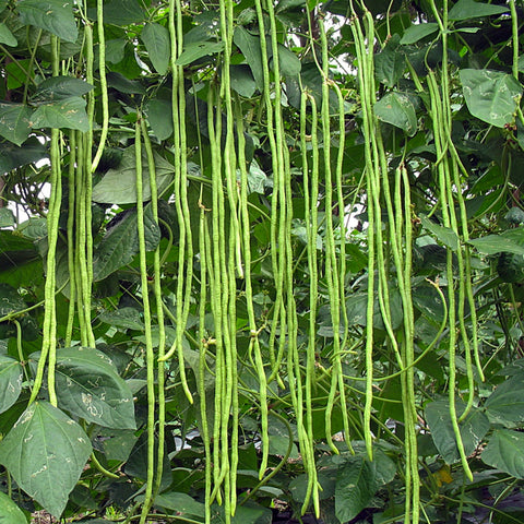 Organic Yard Long Beans • 200g