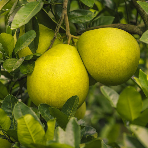 Pomelo Pink • 1 Piece (~1.2kg)