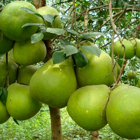 Pomelo White • 1 Piece (~1.2kg)