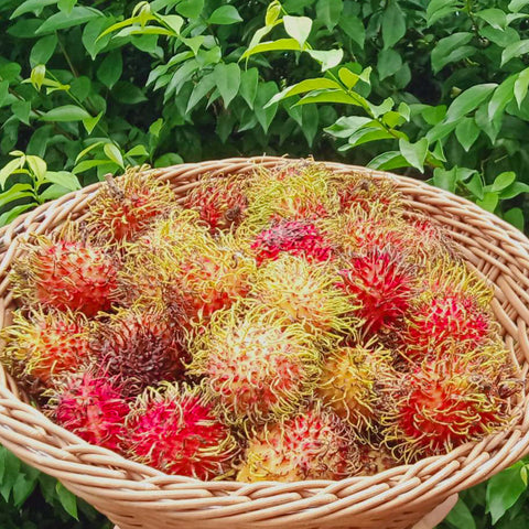 Surplus Rambutan • 1kg