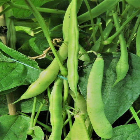 ถั่วแดง/ถั่วแดง • 100g