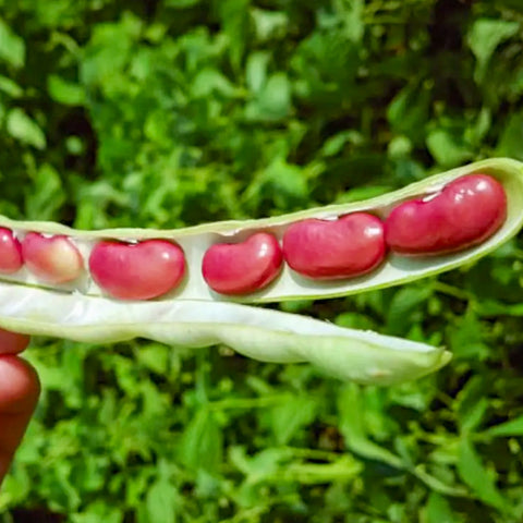 ถั่วแดง/ถั่วแดง • 100g