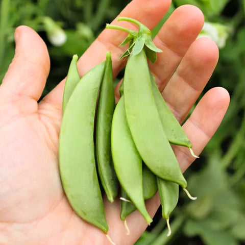 ถั่วลันเตา / ถั่วลันเตา • 200g