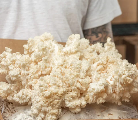 Coral Tooth Mushrooms • 200~250g