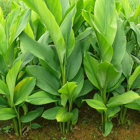 ขมิ้นชัน • 200g