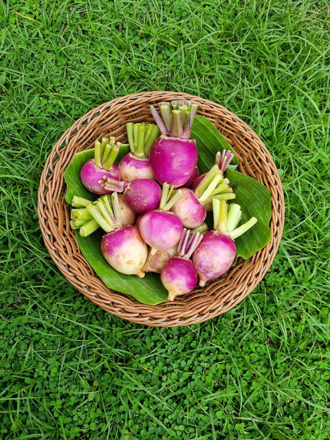 Organic Turnip • 200g